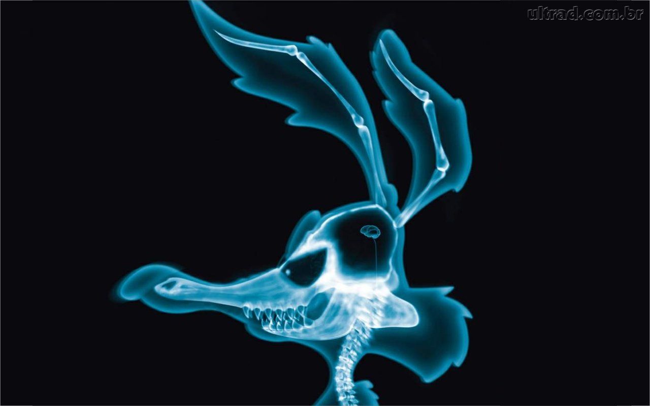 anatomia